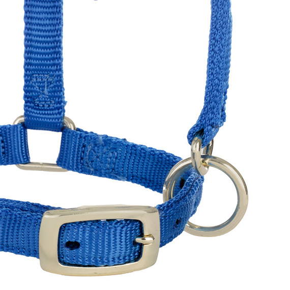 Weaver Leather Miniature Adjustable Horse Snap Halter - 5/8" - Blue