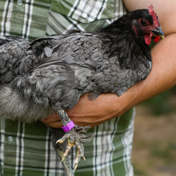 Happy Hen EZ Write-On Leg Bands - Small