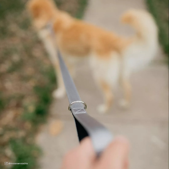 Coastal Pet Inspire Dog Leash - 1" X 6'