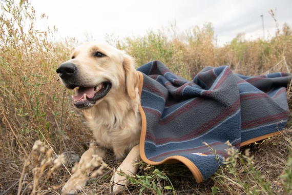Carhartt Firm Duck Sherpa Lined Throw Blanket for Pet - Stripe