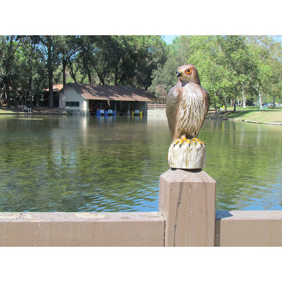 Bird B Gone Decoy Hawk Scare Birds