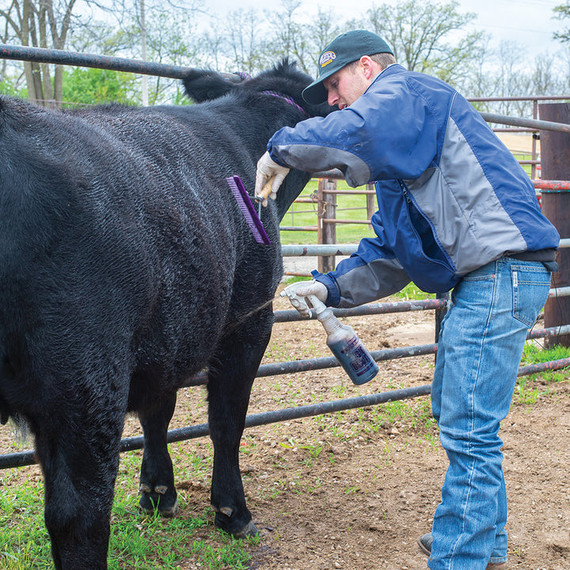 Weaver Livestock Big Blaster Sprayer & Bottle