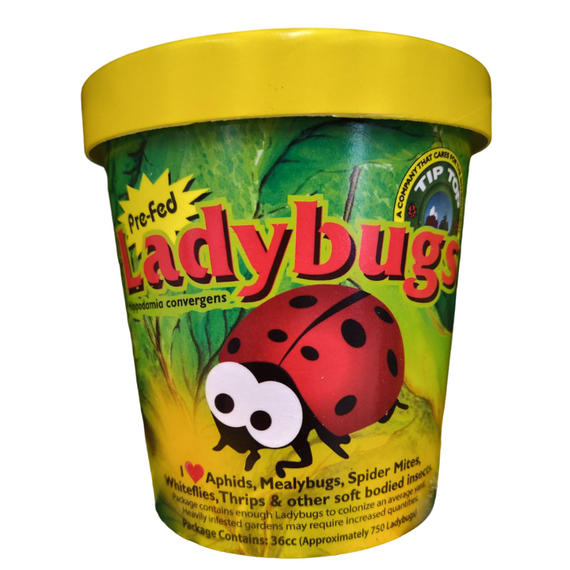 Pre-fed Ladybugs in Cup 750ct