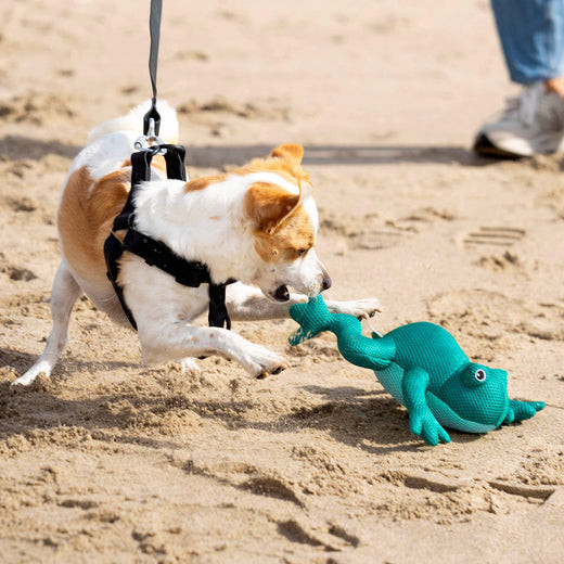 Canada Pooch Freeze & Chill Cooling Pal Frog Dog Toy - Teal