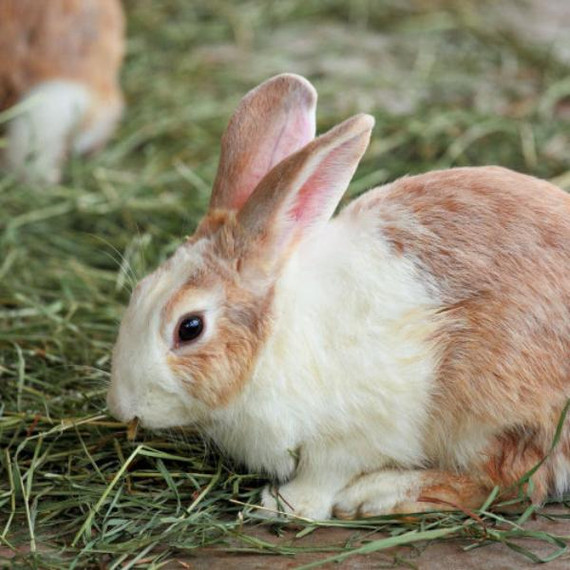 Blue Mountain Hay High-Altitude Grown Timothy Hay For Small Animal