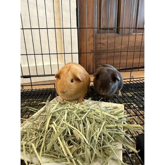 Blue Mountain Hay High-Altitude Grown Timothy Hay For Small Animal