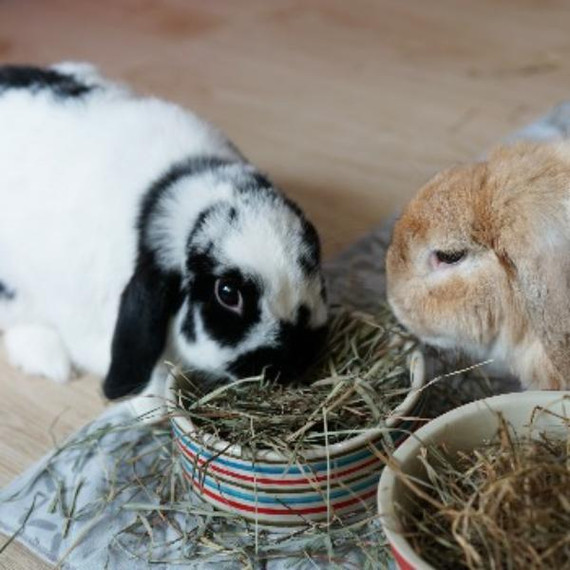 Blue Mountain Hay High-Altitude Grown Alfalfa Hay For Small Animal - 48 oz