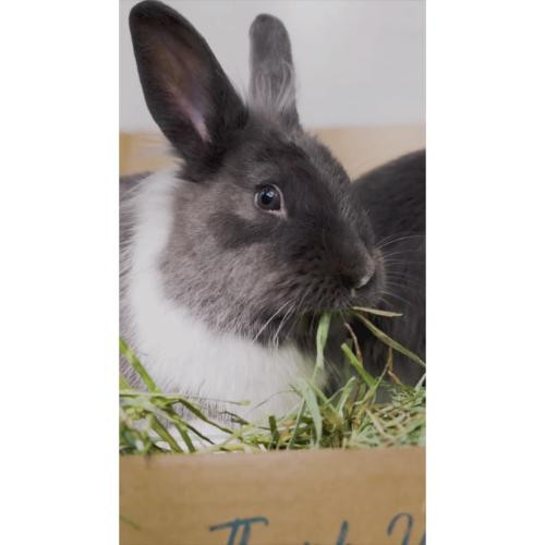 Blue Mountain Hay Organic Meadow Hay Treats For Small Animal - 48 oz