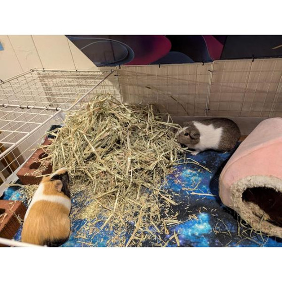 Blue Mountain Hay Organic Oat Hay Treats For Small Animal - 48 oz