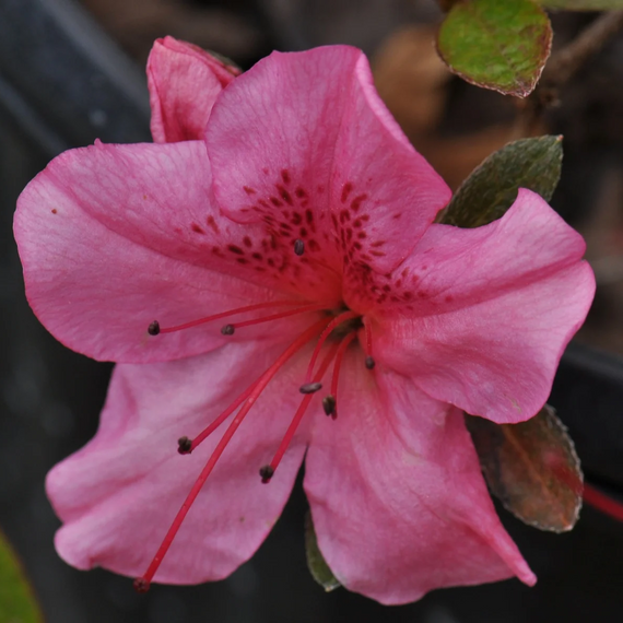 Girard's Renee Michelle Evergreen Azalea - 1 Gallon