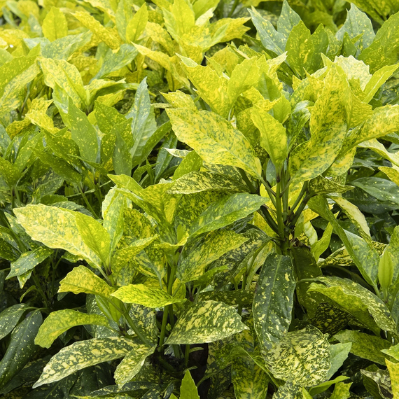 Mr. Goldstrike Aucuba