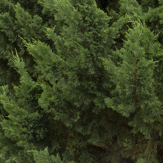 Hollywood Juniper - 2 Gallon