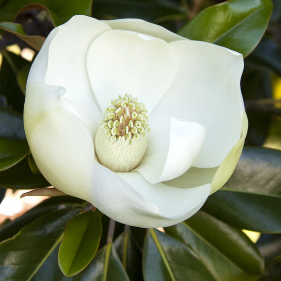 Little Gem Dwarf Southern Magnolia