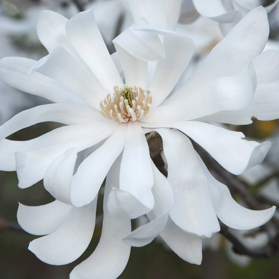 Royal Star Magnolia - 5 Gallon