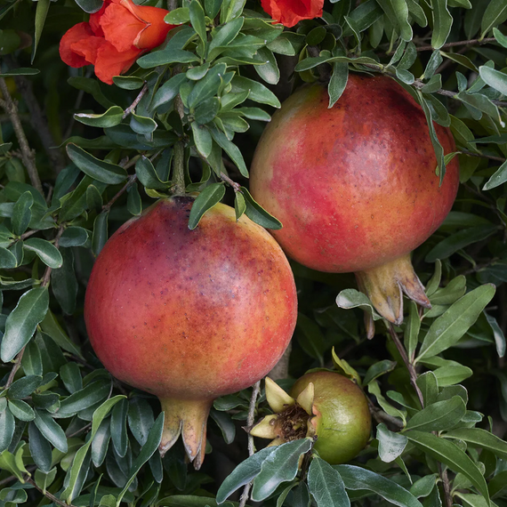 Dwarf Pomegranate - 1 Gallon