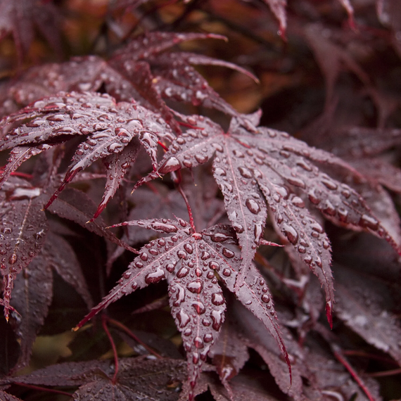 Red-Leaf Japanese Maple -2 Gallon