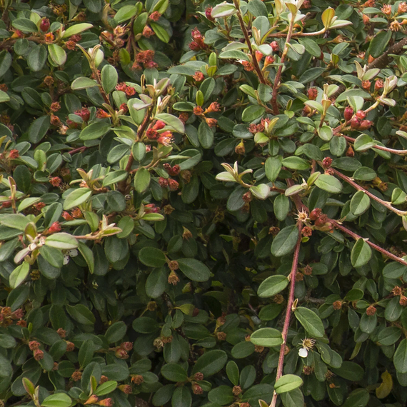 Coral Beauty Cotoneaster - 1 Gallon