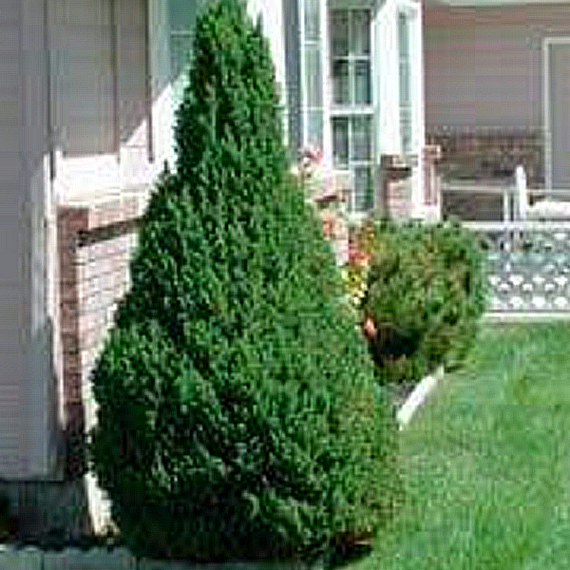 Dwarf Alberta Spruce - 2 Gallon
