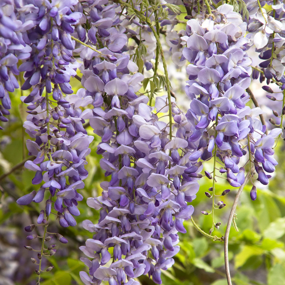 Texas Purple Japanese Wisteria - 5 Gallon