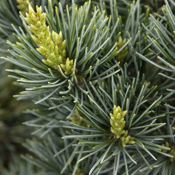 Dwarf Japanese White Pine - 5 Gallon