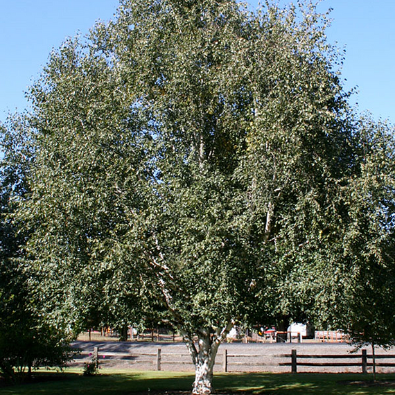 Jacquemontii Birch - 20 Gallon