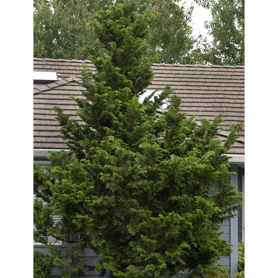 Slender Hinoki False Cypress - 2 Gallon