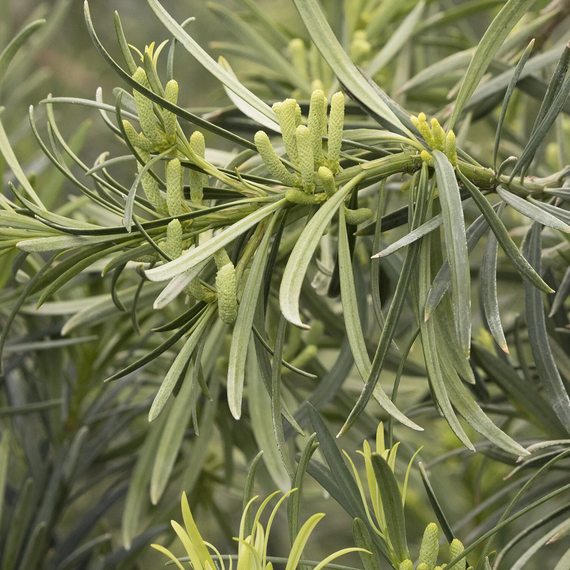 Shrubby Yew Podocarpus - 1 Gallon