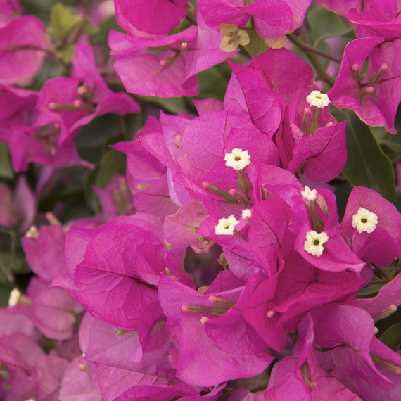 Texas Dawn Bougainvillea - 1 Gallon