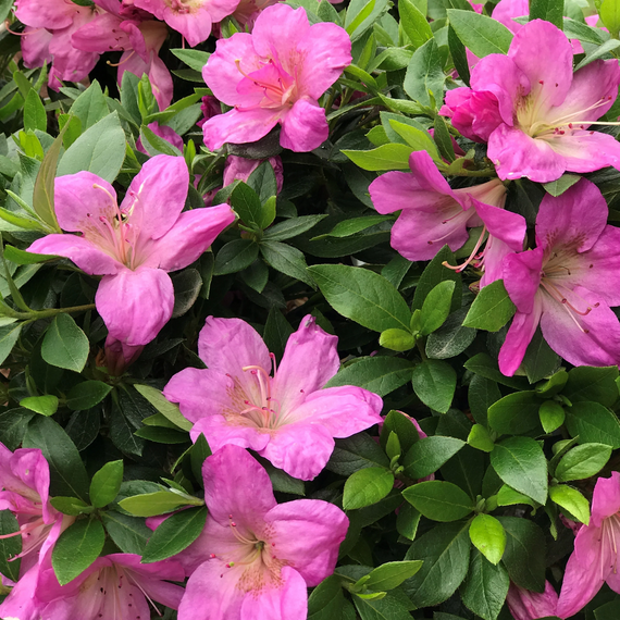 Autumn Moon Azalea - 1 Gallon