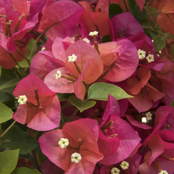 Camarillo Fiesta Bougainvillea - 1 Gallon