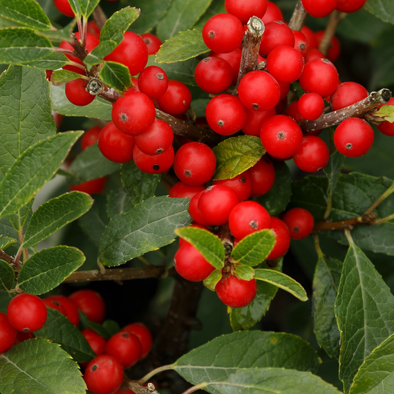 Berry Poppins Winterberry