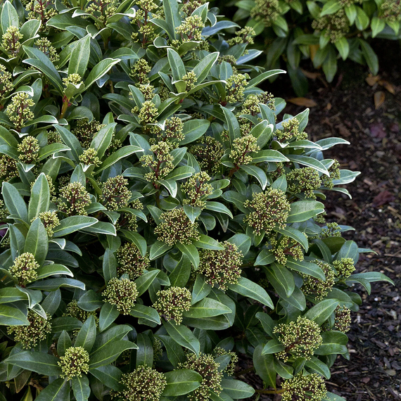 Japanese Skimmia (Male) - 1 Gallon