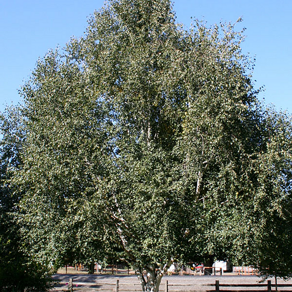 Jacquemontii Birch - 25 Gallon
