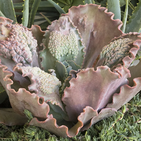 Ruffled Red Echeveria - 1 Gallon