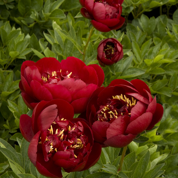 Buckeye Belle Herbaceous Peony - 2 Gallon