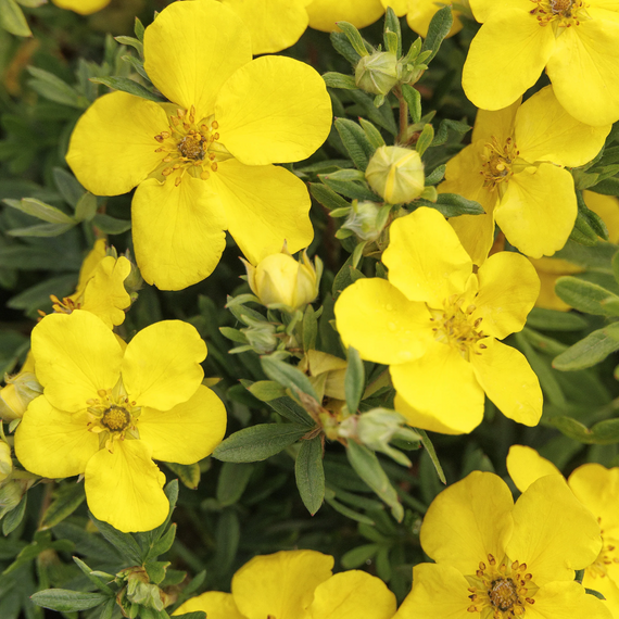 Goldfinger Shrubby Cinquefoil - Gallon