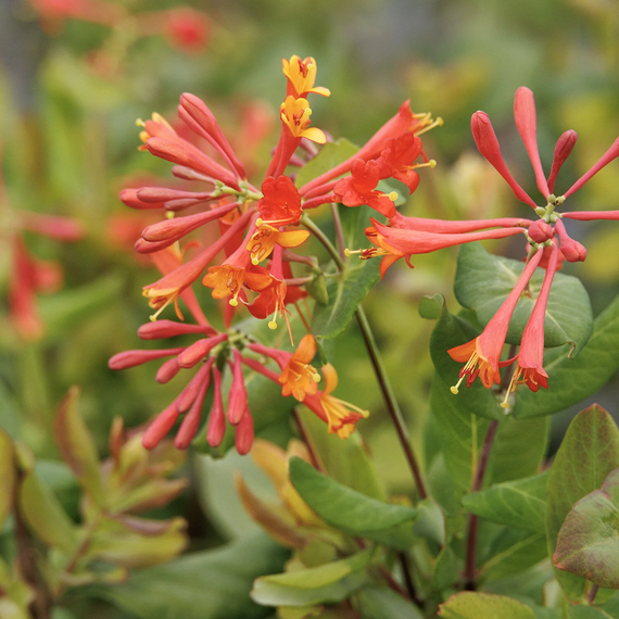 Dropmore Scarlet Trumpet Honeysuckle - 1 Gallon