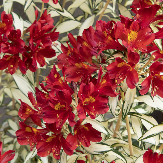 Rock & Roll Peruvian Lily - 2 Gallon