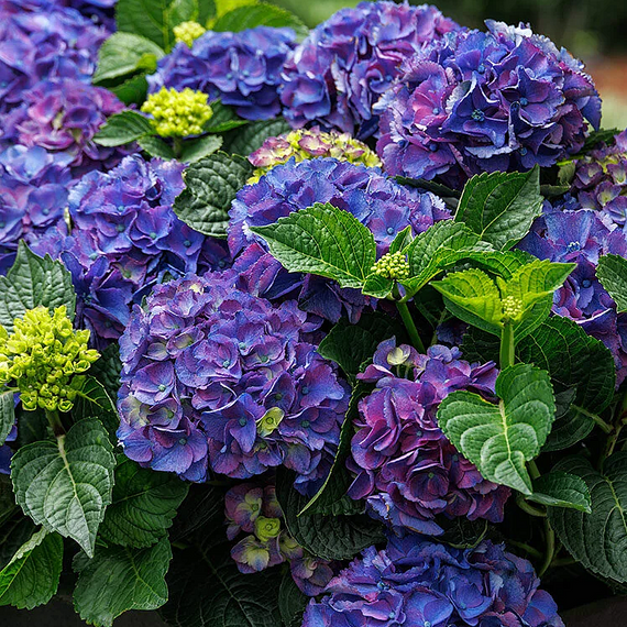 Seaside Serenade Newport Hydrangea