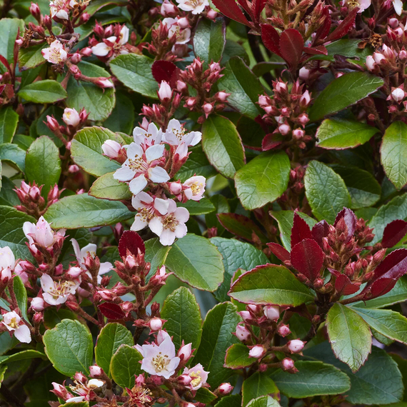 Redbird Indian Hawthorne - 2 Gallon