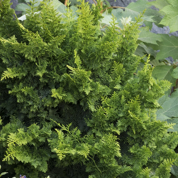 Jade Waves Fernspray False Cypress - 2 Gallon