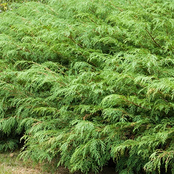 Siberian Carpet Cypress - 2 Gallon