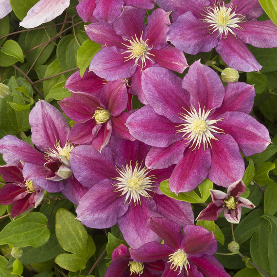 Hania Clematis - 2 Gallon