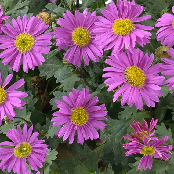 Fresco Candy River Daisy - 1 Gallon