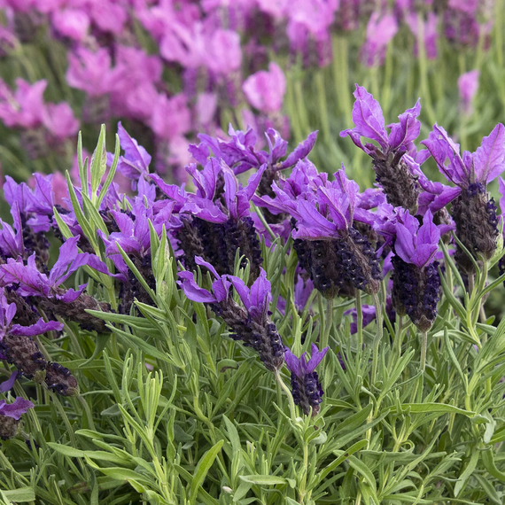 Javelin Forte Deep Purple Spanish Lavender - 5 Gallon