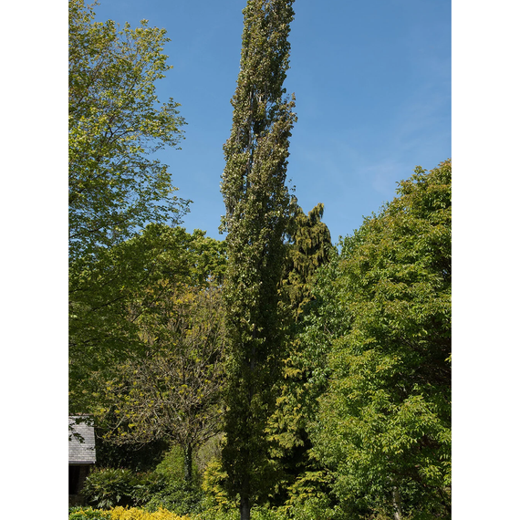 Columnar Swedish Aspen - 1 Gallon