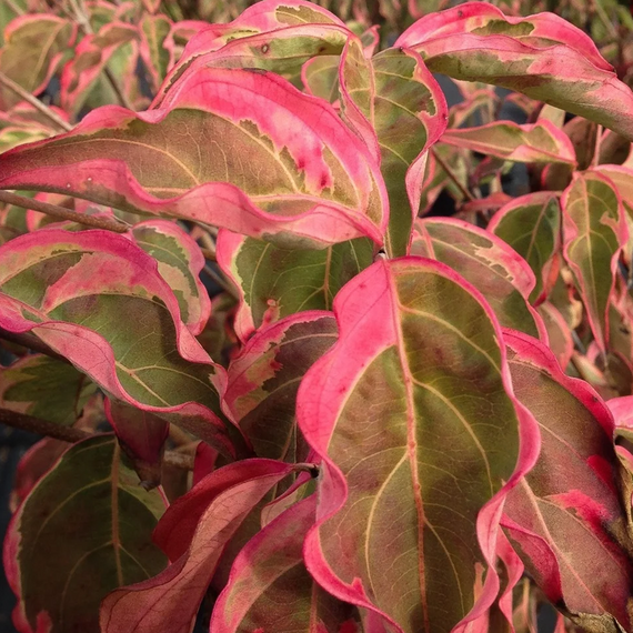Samaritan Chinese Dogwood - 5 Gallon