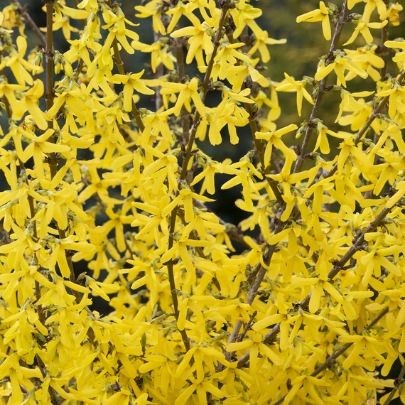 Springshine Forsythia