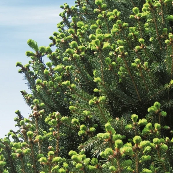 Columnar Norway Spruce - 5 Gallon