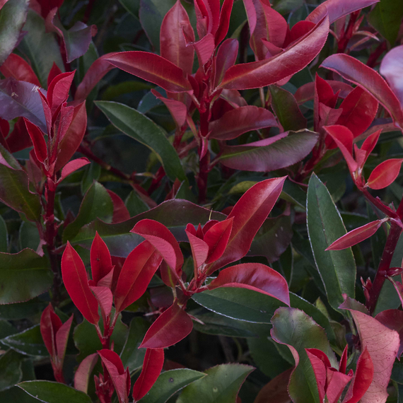 Red Dynamo Photinia - 1 Gallon